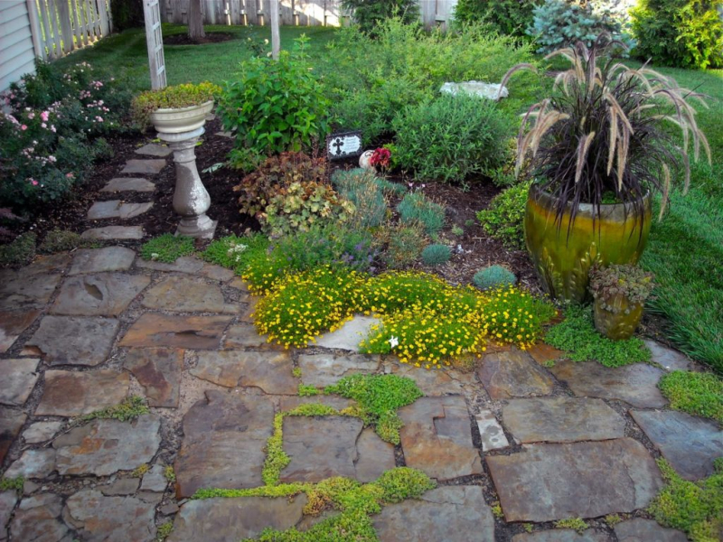 Клеверный газон: выбор сорта, когда сеять, как ухаживать. Стоит ли сажать газон из клевера, его плюсы и минусы. Фото.