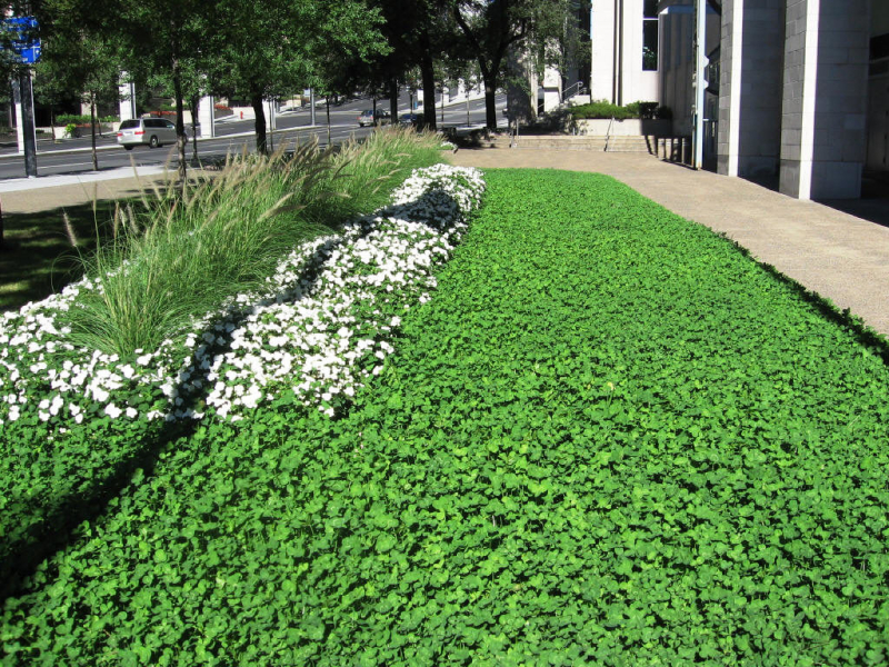 Клеверный газон: выбор сорта, когда сеять, как ухаживать. Стоит ли сажать газон из клевера, его плюсы и минусы. Фото.