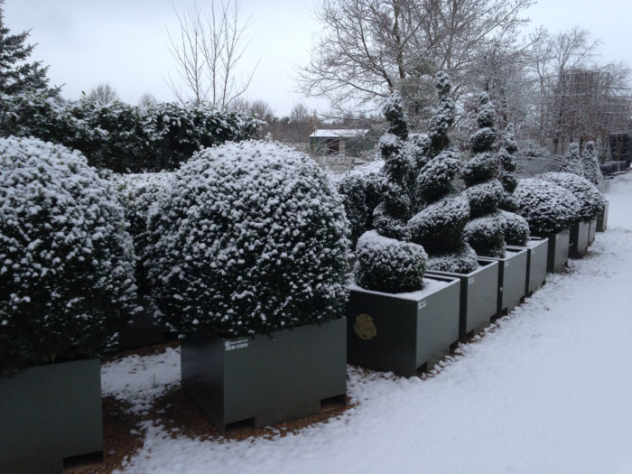 Топиарии: как создать необычное украшение сада. Фото.