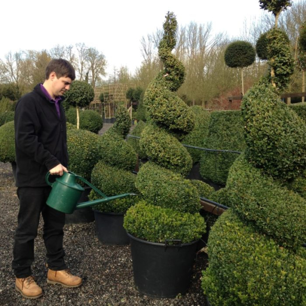 Топиарии: как создать необычное украшение сада. Фото.